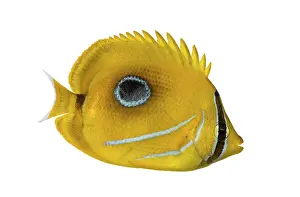 Drucke von Seitenansicht eines Blaulachsfisches, Chaetodon bennetti, isoliert auf weiß Schmetterlingsfisch Drucke: Seitenansicht eines Blaulachsflossenfisches.