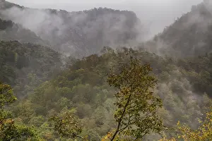 Misty Mood In Germany Drucke: View of the Bode Valley at Nebel
