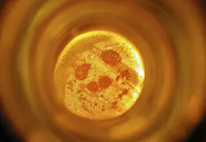 Orange Colored Beverage Drucke: View in a bottle of beer