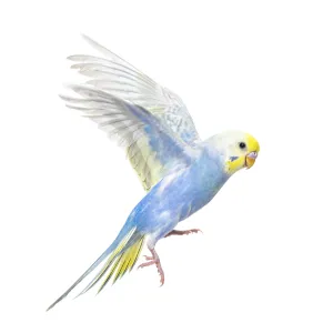 Deserted Wild Animal Photography Drucke: Side view of Budgerigar bird flying
