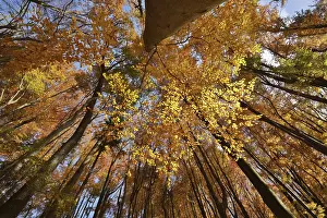 Autumnal Forest Landscapes Drucke: View of the canopy in autumn beech forest