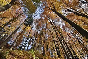 Beech Tree Forest Europe Drucke: View of the canopy in autumn beech forest