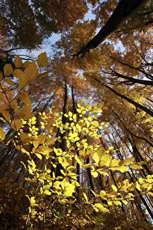 Autumn Beech Forest Drucke: View of the canopy in autumn beech forest