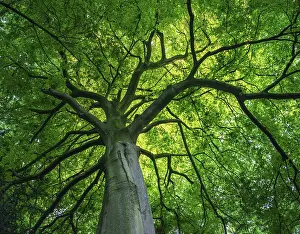 Nature Plant Photography Drucke: View into the canopy of a leafy deciduous tree