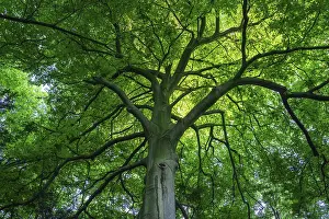 Uninhabited Nature Scenery Drucke: View into the canopy of a leafy deciduous tree