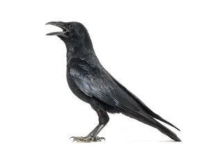 Corvus Corone Drucke: Side view of a Carrion crow calling beak open