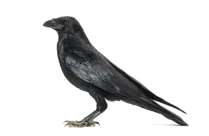 Corvus Corone Drucke: Side view of a Carrion crow, corvus corone