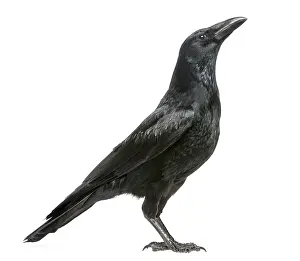 Drucke von Seitenansicht eines Aaskrahes, der nach oben schaut, Corvus corone, auf weißem Hintergrund isoliert Aaskrähe Drucke: Seitenansicht eines Aaskrahes, der aufblickt.