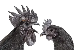 Studio Shot Of A Rooster Drucke: Side view of a Cemani rooster singing
