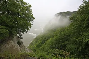 Chalk Cliffs Germany Drucke: View onto the chalk cliffs with beech forest
