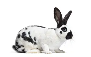 White Background Pet Photography Drucke: Side view of a Checkered Giant rabbit