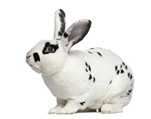 Studio Shot Of Rabbit Drucke: Side view of Checkered rabbit isolated on white