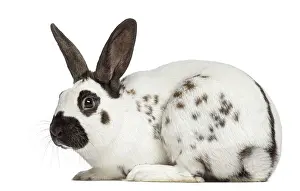 Plain Colored Background For Copy Space Drucke: Side view of Checkered rabbit isolated on white