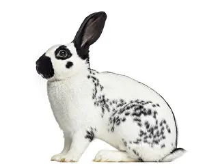 Lagomorpha Species Photo Drucke: Side view of Checkered rabbit isolated on white