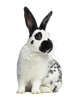 White Studio Backdrop Drucke: Front view of Checkered rabbit isolated on white