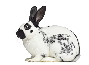 Isolated Animal Photo Drucke: Side view of Checkered rabbit isolated on white
