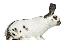 Studio Shot Rabbit Drucke: Side view of Checkered rabbit isolated on white