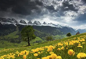 European Mountain Range Landscape Drucke: View to the Churfirsten mountain range