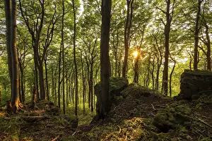 Evening Atmosphere In The Woods Drucke: View from cliffs of the Ith into an atmospheric beech forest in the evening light