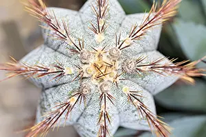 Close Up Cactus Drucke: Top view close up of a cactus with red prickles