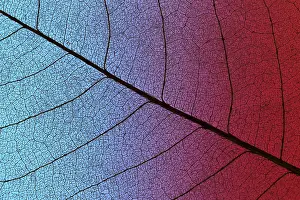 Organic Product Images Drucke: Top view of colored textured leaf