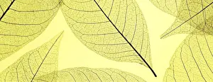 Close Up Leaf Details Drucke: Top view colored translucent leaves