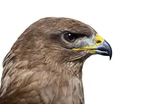 White Background Animal Depiction Drucke: Side view of a common buzzard bird