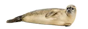 Drucke von Seitenansicht eines Gemeinen Delfins, der auf der Seite liegt, Phoca vitulina, 8 Monate alt, isoliert auf weiß Harbor Seal Drucke: Seitenansicht eines Gemeinen Delfins, der auf der Seite liegt.