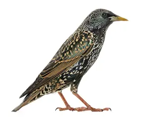 Side View Bird Drucke: Side view of a Common Starling