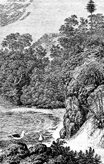 Desert Landscape View Drucke: View of Conception Bay, forest