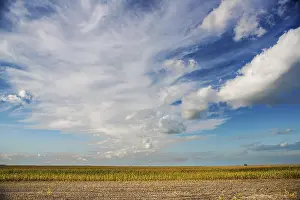 Rural Countryside Scene Drucke: View on corn field