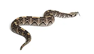 Studio Shot Of A Snake Drucke: Back view of a crawling Gaboon viper