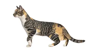 White Background Cats Drucke: Side view of a curious cat walking and looking away