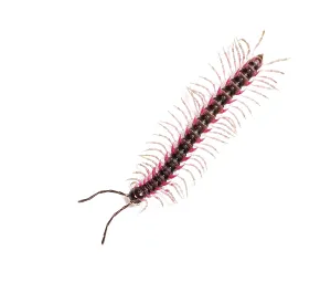 Longhorned Beetle Drucke: Top view of a Desmoxytes planata Millipede