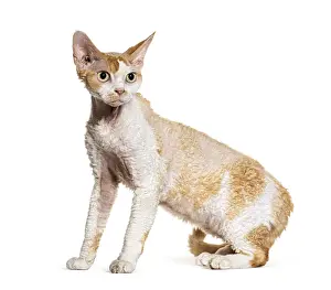 Devon Rex Cat Drucke: Side view of a Devon rex cat looking away