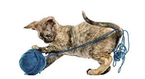 Devon Rex Cat Drucke: Side view of Devon rex cat playing with a wool ball isolated on white