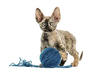 Devon Rex Cat Drucke: Front view of Devon rex cat playing with a wool ball isolated on white