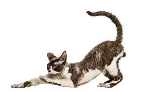 Devon Rex Cat Drucke: Side view of a Devon rex cat stretching isolated on white
