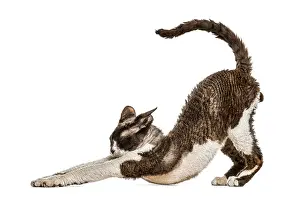 White Background Cat Drucke: Side view of a Devon rex cat stretching isolated on white