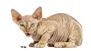 Feliformia Mammal Photography Drucke: Side view of a Devon rex kitten eating isolated on white