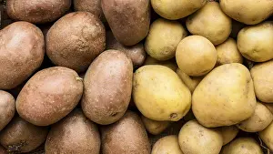 Organic Potato Cultivation Drucke: Top view different kinds potatoes