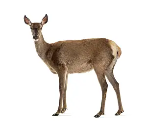 Red Deer Female Drucke: Side view of a doe looking at the camera
