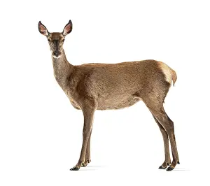 Female Red Deer Drucke: Side view of a doe looking at the camera