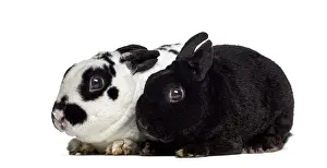 Cute Bunny Drucke: Side view of two dwarf Rex rabbits isolated on white