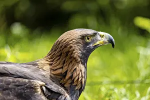 Bird Of Prey Drucke: Side view of an eagle against a green background