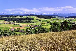 Bernese Alps Photography Drucke: View of the Emmental, cornfield in front