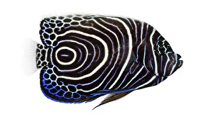 Drucke von Seitenansicht eines Kaiserfisches, Pomacanthus imperator, isoliert auf weiß Imperator-Kaiserfisch Drucke: Seitenansicht eines Kaiserfisches.