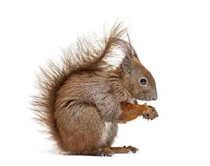 Single Colored Background Picture Drucke: Side view of a Eurasian red squirrel looking at the camera
