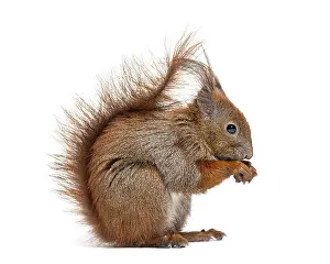 Studio Shot Of A Mammal Drucke: Side view of a Eurasian red squirrel looking at the camera