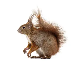 Isolated Animal On White Background Drucke: Side view of a Eurasian red squirrel looking at the camera